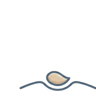Semilla